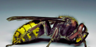 Posadite ovu biljku pored terase i više nećete videti stršljene i ose: Od njenog mirisa beže kao ludi