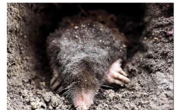 Krtice u bašti prave ogromnu štetu, evo kako da ih se rešite: Sipajte ovaj napitak u zemlju i odmah će pobeći