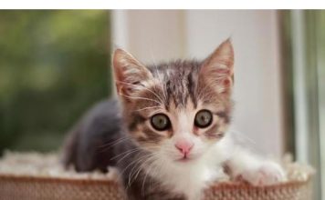 NEPOZNATA MAČKA VAM SE POJAVILA NA KUĆNOM PRAGU? INDIJSKO VJEROVANJE UPOZORAVA: “U toj kući će uskoro biti…”