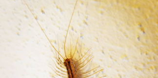 Ako ugledate ovu JEZIVU STONOGU u kući – nikako ne radite OVO: Izgleda kao vanzemaljac, ali ukazuje na problem