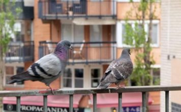 Stavite 1 predmet na terasu i otjeraćete golubove zauvijek: Sitnica od koje bježe glavom bez obzira