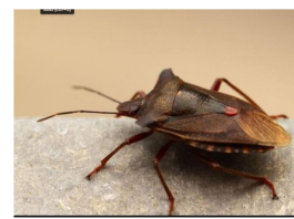 EVO ZAŠTO NIKAKO NE SMIJETE UBITI SMRDIBUBU: Bitno je da ih IMATE U KUĆI, kad čujete RAZLOG zavolićete ih