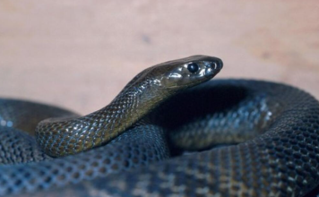 OVU ZMIJU SRBI ZOVU ČUVARKUĆA, IZLAZI SAMO U JEDNOM SLUČAJU: Zaledićete se kada čujete razlog njenog pojavljivanja