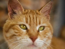 Ako vam je na kućni prag došla nepoznata mačka, to znači samo jedno – PRIPREMITE SE