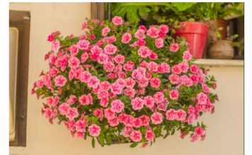 Ovih 7 biljaka obožavaju plus 40 stepeni i mogu da izdrže najžešće udare vetra: Pronašli smo cveće koje uspeva na svačijoj terasama