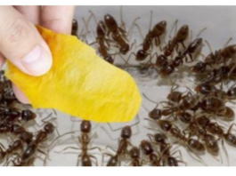 Domaći trik za rješavanje mrava u šupi i vrtu: Stavila sam ga na zemlju i sutradan nije bilo mrava!