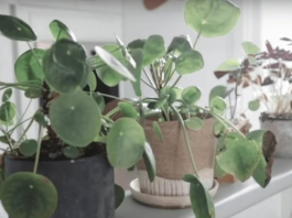 KADA PROCVJETA, U KUĆU STIŽU DOBRE VIJESTI – BILJKA KOJA JE MAGNET ZA SREĆU: Stavite joj ovo u saksiju da privuče novac!