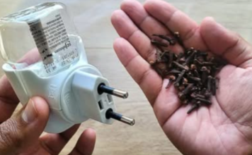 Samo stavite KARANFILE u praznu posudu od repelenta i više nikada nećete vidjeti komarce u svojoj kući