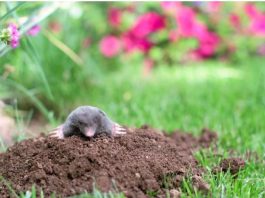 Krtice se ovoga užasno plaše: Stavite ga u rupu i NIKADA IH VIŠE NEĆETE VIDJETI pobjeći će glavom bez obzira!!!