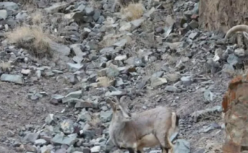 NEVEROVATNA KAMUFLAŽA / Mnogima je na ovoj fotografiji promaknuo snežni leopardić: Možete li vi uočiti ovog slatkiša?