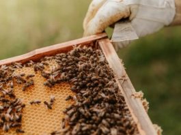 99% LJUDI POGREŠNO PIJE MED – Evo kada ga TREBA UZETI da BUDE PRAVI ELIKSIR ZA ZDRAVLJE! (FOTO)