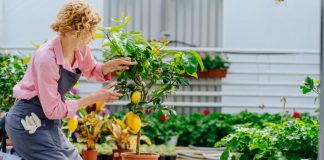 NE TREBA VAM NI SVETA VODA NI TALISMAN – ova dva drveta donose MIR, LJUBAV i SREĆU u vaš dom!