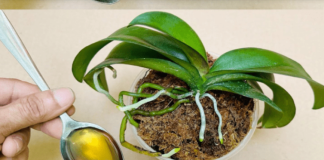 Sipajte samo jednom! Najslabija orhideja momentalno postaje jaka i cvjeta cijelu godinu…..