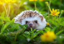 Ako vam se u dvorištu pojavio jež, možete mirno spavati!