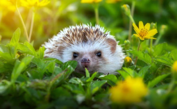 Ako vam se u dvorištu pojavio jež, možete mirno spavati!