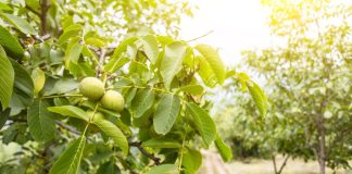 Veruje se da ova biljka donosi nesreću: Nikada je ne sadite, a ako je dobijete na poklon – odmah je bacite iz kuće!