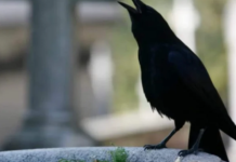 SIGNALI KOJE PREMINULE OSOBE ŠALJU: Poznati medij tvrdi da je to ZNAK da su tu i da nam žele nešto poručiti