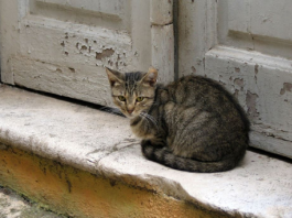 Šta znači kada tuđa mačka dođe na vaša vrata: Veruje se da jedan znak nikako ne treba ignorisati, može doneti nesreću