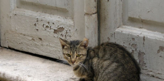 Šta znači kada tuđa mačka dođe na vaša vrata: Veruje se da jedan znak nikako ne treba ignorisati, može doneti nesreću