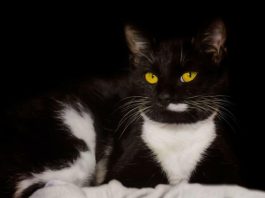 EVO ZAŠTO VAM MAČKA DONOSI PLIJEN PRED VRATA: Često ga baci vlasniku pred noge – to ima SAMO 3 značenja