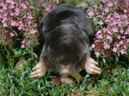 TRI načina kako da oterate KRTICE IZ BAŠTE ZAUVEK! Ova biljka bukvalno čudo pravi
