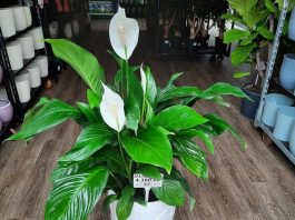 Dovoljna je bila JEDNA kašika: SPATIFILUM je čudesno dao puno cvijeća u samo nekoliko dana