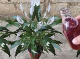 Samo ga sipajte u saksiju i cvijet cvjeta skoro NON-STOP: Nema bolesti, imamo 5 puta više lijepih listova i cvjetova!