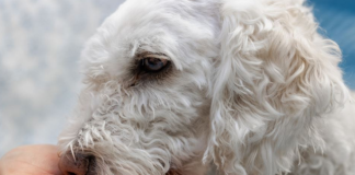 Šta se događa kada pas nanjuši lošu osobu? Njihova reakcija daje jasan znak o tome kakav je neko