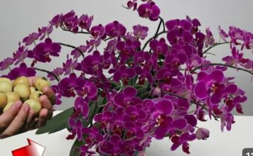 Stavite 1 komad ispod orhideje! Odjednom će se pojaviti 100 grana i cvjetati tokom CIJELE GODINE