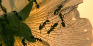 SAMO 1 KAP I MRAVI ĆE POBJEĆI IZ VAŠE KUĆE ZA 2 SEKUNDE…Najefikasni kućni TRIK…