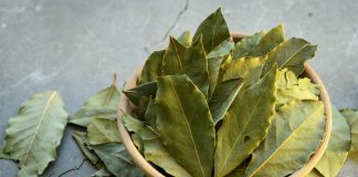 Zato sam stavio lovorov list u kupatilo: Znale su već naše bake!