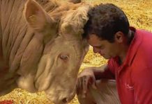 Ovaj bik je cijeli svoj život u lancima. Njegova reakcija na oslobođenje je više nego dirljiva (VIDEO)