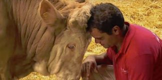 Ovaj bik je cijeli svoj život u lancima. Njegova reakcija na oslobođenje je više nego dirljiva (VIDEO)