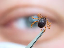 Spas od krpelja: Samo uradite ovo i NEĆE dirati ni vas ni vašeg psa + savjet kako da ih izbacite iz vašeg dvorišta!