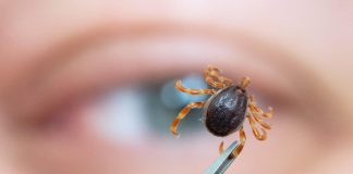 Spas od krpelja: Samo uradite ovo i NEĆE dirati ni vas ni vašeg psa + savjet kako da ih izbacite iz vašeg dvorišta!