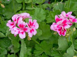 Pospite ovaj sastojak po svojim kućnim biljkama i cijelo susjedstvo će vam zavidjeti