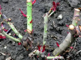 Kako pravilno orezati ruže: Slijedite ove savjete i imat ćete najljepše ruže u okolini!