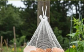Ne Bacajte Ljuske od Jaja! Obesite ih u Bašti – Razlog će vas iznenaditi!