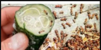 MRAVI SE NE VRAĆAJU PO NEKOLIKO GODINA! Riješite se mrava i lisnih uši brzo zauvijek, 100% učinkovito!