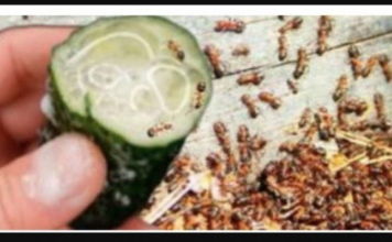 MRAVI SE NE VRAĆAJU PO NEKOLIKO GODINA! Riješite se mrava i lisnih uši brzo zauvijek, 100% učinkovito!