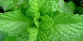 Pijem 0vo čudo već dvije sedmice umjesto občne vode: Nakon 50. godine konačno sam SMRŠAO, problemi sa varenjem su nestali i bolje spavam!