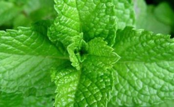 Pijem 0vo čudo već dvije sedmice umjesto občne vode: Nakon 50. godine konačno sam SMRŠAO, problemi sa varenjem su nestali i bolje spavam!