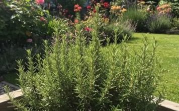 Dvorište bez komaraca! Zasadite ovih 7 biljaka i mirni ste cijelo ljeto!