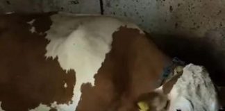 “Ovo se nije ranije desilo”: Čudo potreslo Srbiju: Krava Beba šokirala sve