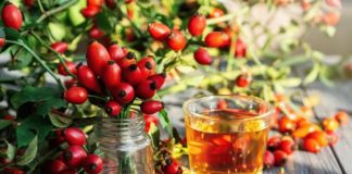 Kako da bustujete imunitet u jesen? 6 namirnica je dar iz prirode, a dve stižu pravo iz šume Kako da bustujete imunitet u jesen? 6 namirnica je dar iz prirode, a dve stižu pravo iz šume - featured image