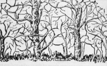 Prva životinja koju vidite na ilustraciji otkriće vam apsolutno sve o vašoj ličnosti i to bez greške Prva životinja koju vidite na ilustraciji otkriće vam apsolutno sve o vašoj ličnosti i to bez greške - featured image