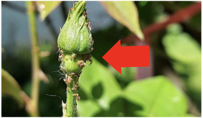 Jednostavnim dodavanjem jedne žličice vode na litru, čak i suhi štapić može se čudesno ukorijeniti – pametan trik koji se prenosi kroz generacije vrtlara. - featured image Jednostavnim dodavanjem jedne žličice vode na litru, čak i suhi štapić može se čudesno ukorijeniti – pametan trik koji se prenosi kroz generacije vrtlara. - featured image