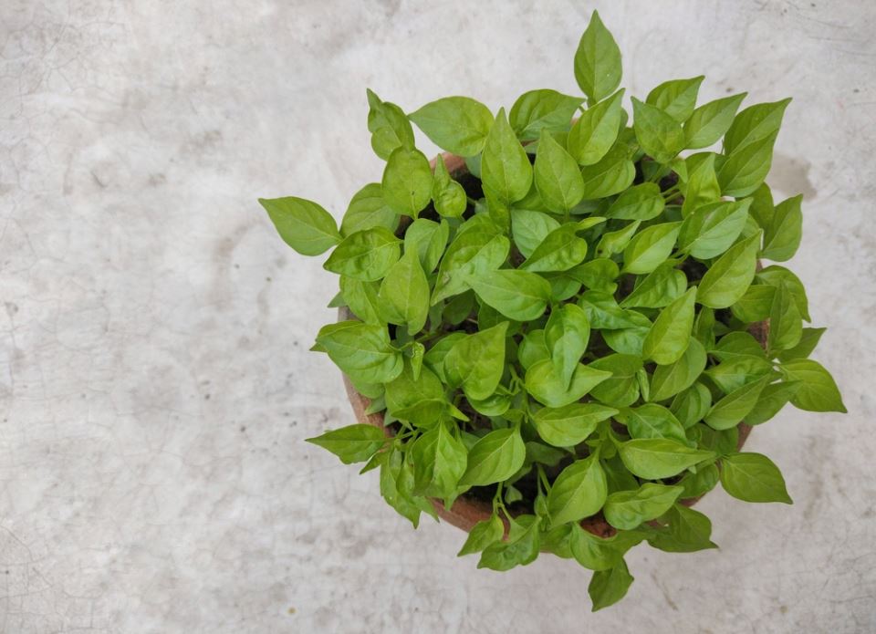 Najzdravija biljka koja smanjuje upale i loš holesterol: Zovu je kraljicom začina je od nje strahuju bakterije - featured image Najzdravija biljka koja smanjuje upale i loš holesterol: Zovu je kraljicom začina je od nje strahuju bakterije - featured image