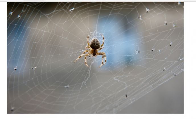 PAUKOVI NE PODNOSE MIRIS JEDNE BILJKE: Nabavite je i nećete ih više vidjeti u kući - featured image PAUKOVI NE PODNOSE MIRIS JEDNE BILJKE: Nabavite je i nećete ih više vidjeti u kući - featured image