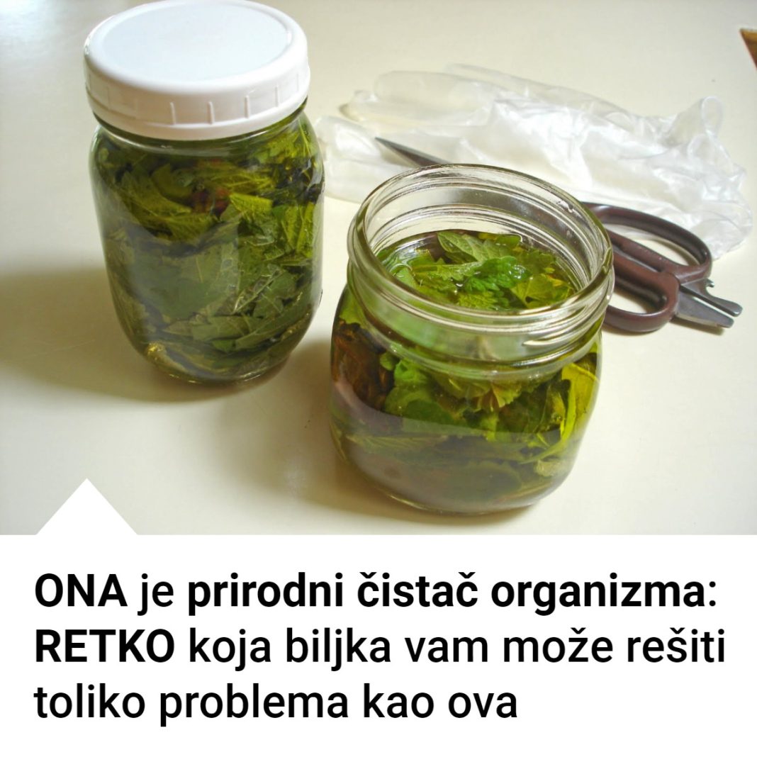 Kopriva za zdravlje od glave do pete - featured image